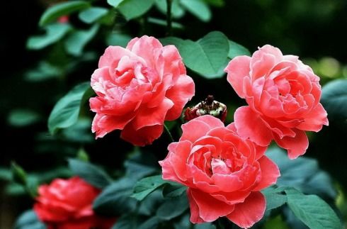 月季花刺有毒吗