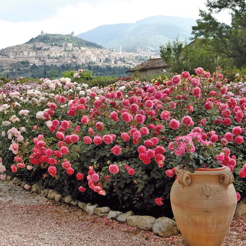 黄金庆典月季耐寒多少度