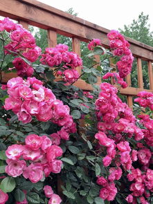 木香花与藤本月季的区别