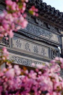 艳粉月季优缺点