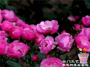 安吉拉藤本月季