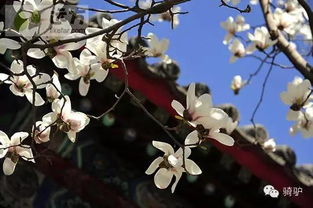 送爸妈游北京,圆父母一个梦想 4.27北京双卧六日游特惠价1480元 人