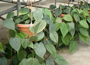 6大室内耐阴植物,还有比这更耐阴的吗