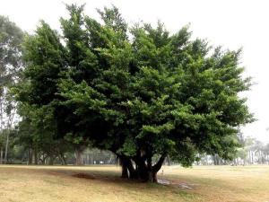 乔木灌木草本需要的地理条件