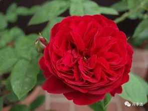 红色达芬奇月季耐阴吗