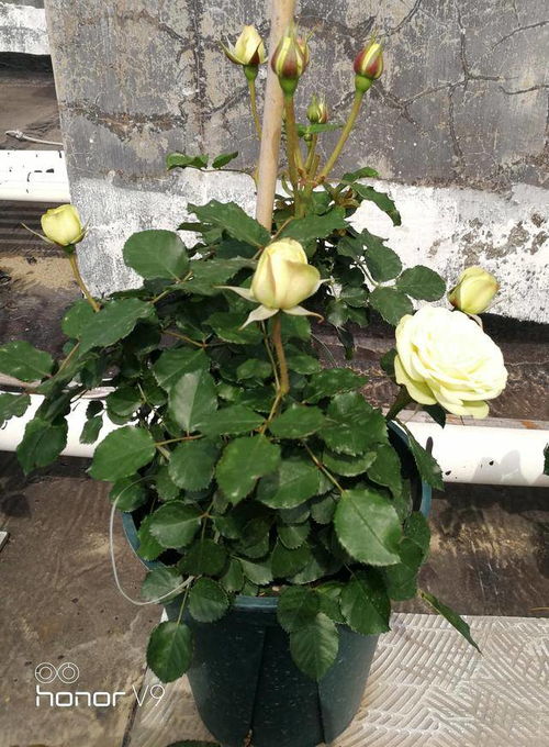 月季奶油龙沙月季优缺点