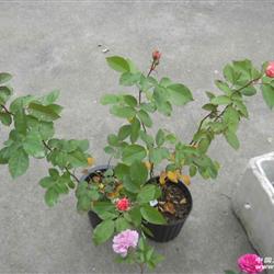 珊瑚果冻适合盆栽吗