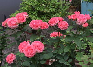 珊瑚果冻和诺娃月季哪个好