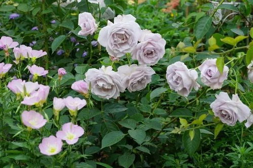 月季花品种大全,教你认识20种月季花 附带图片大全和种植方法