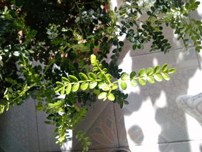 植物的种类有哪些