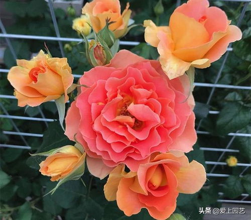 耐阴的爬藤月季有哪些