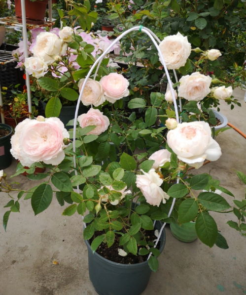 地栽月季那个品种最好