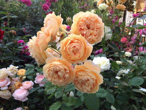 没想到,阳台也能种藤本月季,花开时节赏花品茶,美哉 月季花