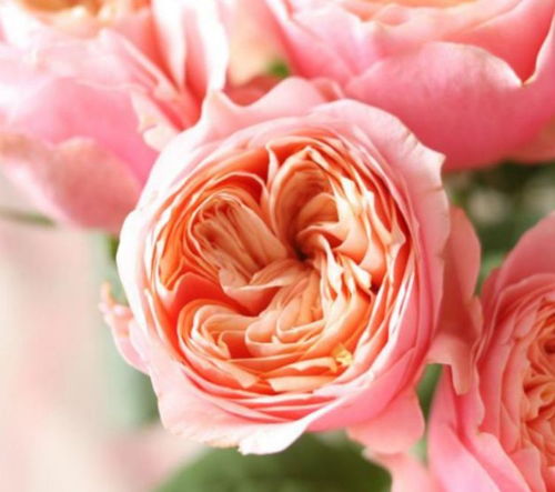 金色珊瑚心和温柔珊瑚心哪个好