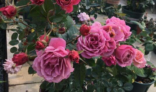 最值得养的阳台月季