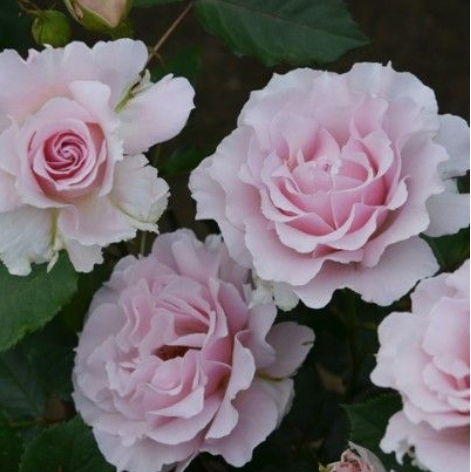 浓香月季第一名