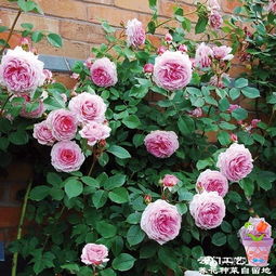 月季藤本和灌木的区别图解