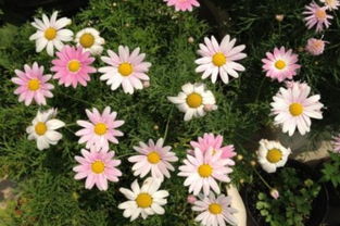 玛格丽特和黄金庆典的区别