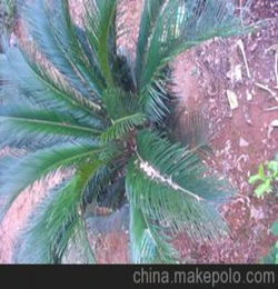湖南长沙静缘苗圃 低价供应各种绿化苗木乔木灌木 苏铁 乔木