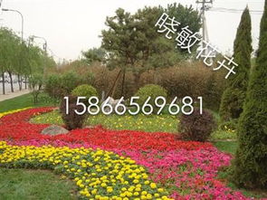绿化草花价格 山东草花批发 绿化草花批发,绿化