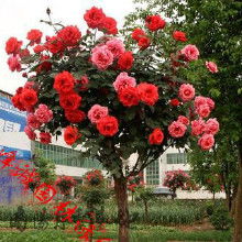 月季树桩价格 月季树桩批发 月季树桩厂家 Hc360慧聪网