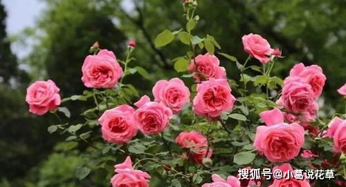 10种浓香月季,好养又好看,养一盆香飘满屋,是阳台盆栽佳品 开花 切花 养护