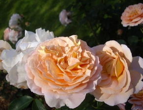 适合阳台养的月季有哪些