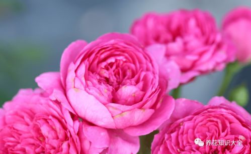 粉色达芬奇优缺点