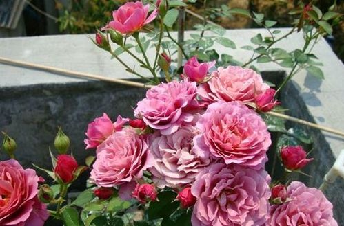 11月,3星座桃花运旺盛 桃花重开,爱情重燃,和旧爱旧情复燃 感情