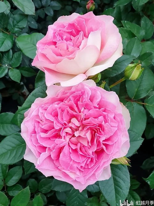 耐晒耐雨淋抗病强的月季