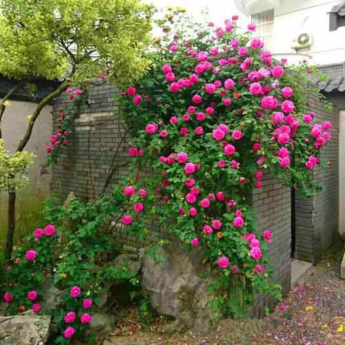养月季就用2种水,营养丰富月季吸收好,开花多花色鲜艳