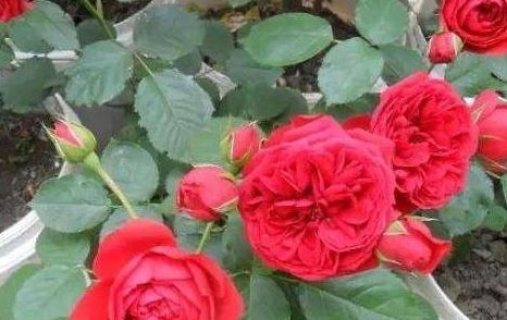 排名第一的最耐阴的月季花