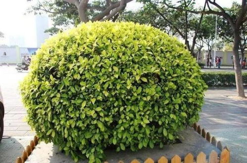 乔木灌木草本谁先消失