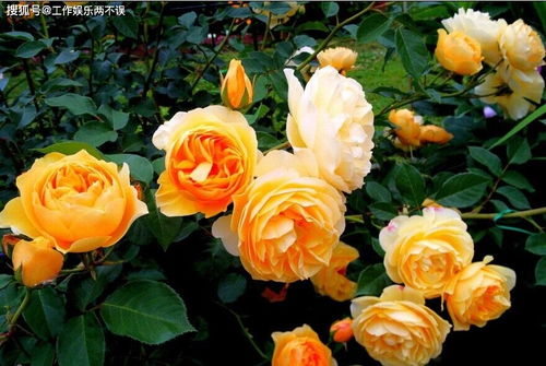 黄金庆典月季优缺点有哪些