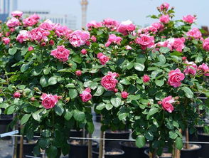 为什么月季棒棒糖容易死亡