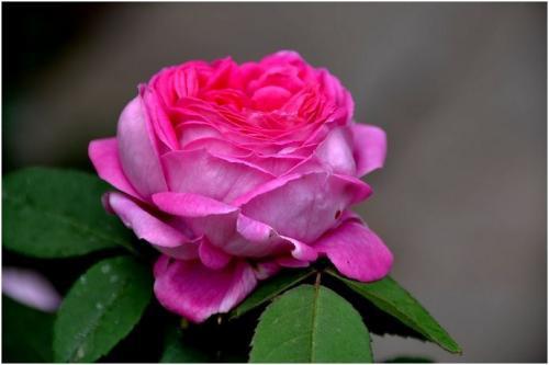 王妃月季一年开几次花