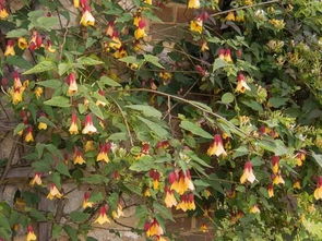 耐阴又容易开花的爬藤