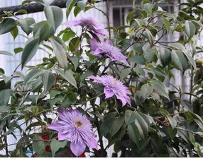 最好养的铁线莲品种