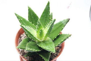 适合阳光暴晒的盆栽