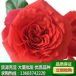 产品橱窗