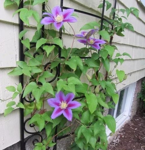 爬藤花期长好看又好养的花