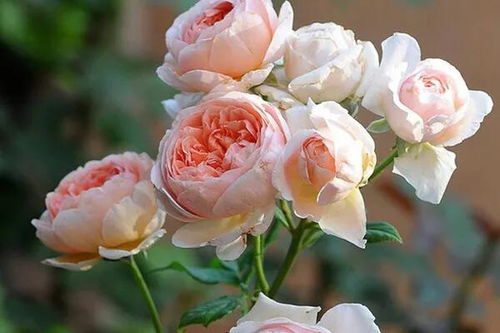 佛罗伦蒂娜月季优缺点