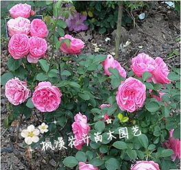 粉色达芬奇月季花期多久