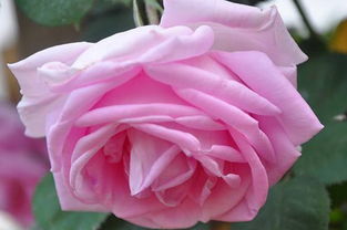 粉色达芬奇月季刺多吗