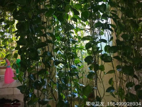 民间十大不吉利花,到底是哪流传来的
