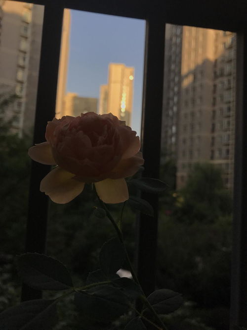 贵气的夏洛特夫人