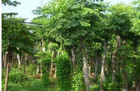 乔木与亚乔木的区别