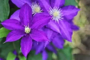 适合新手养的铁线莲品种