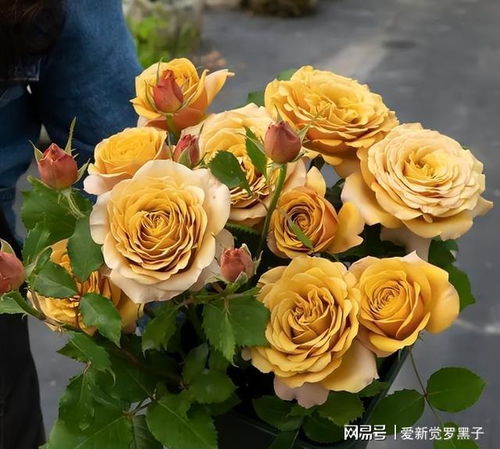 切花月季怎么养