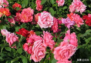 地栽大灌木月季推荐